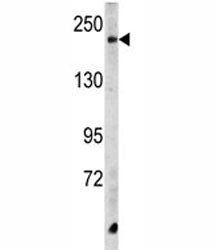 CPD Antibody