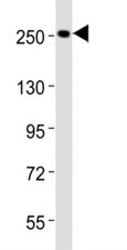 Nestin Antibody