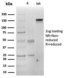 PAX3 Antibody