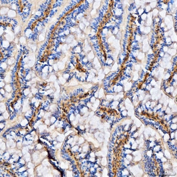 IHC staining of FFPE zebrafish tissue with Col6a2 antibody. HIER: boil tissue sections in pH8 EDTA f