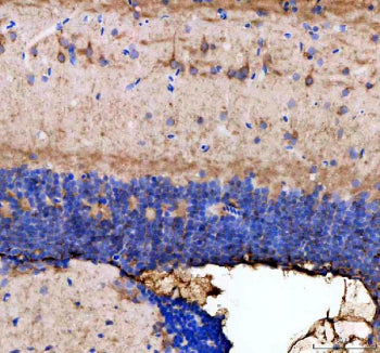 IHC staining of FFPE zebrafish brain tissue with Zebrafish Dnm1 antibody, HRP-labeled secondary and 