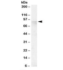 OSBP Antibody