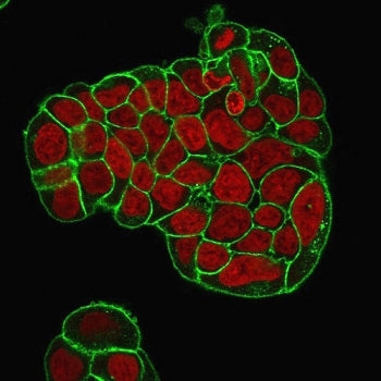 CD47 Antibody Cocktail / IAP / Integrin Associated Protein
