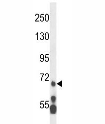 MLL5 Antibody