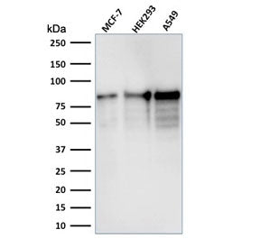 MCM7 Antibody