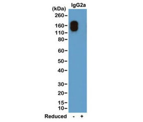 IgG2a-Kappa Antibody