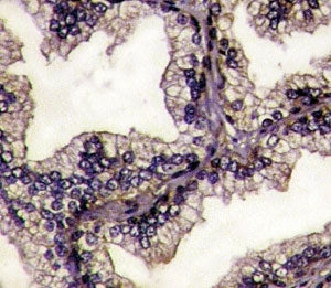Lactoferrin Antibody