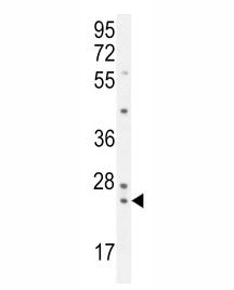 PAUF Antibody