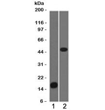 Western blot testing of 1) partial recombinant protein and 2) Jurkat cell lysate using Adipophilin a