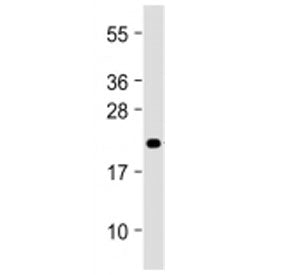 MIF4GD Antibody