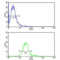 ROR1 Antibody