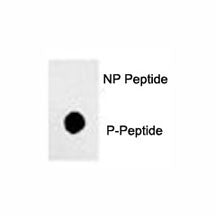 Phos-SOX2 Antibody (pS249)