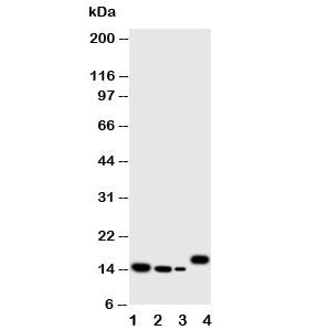 IL-4 Antibody