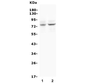 BMAL1 Antibody / ARNTL
