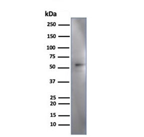 Western blot testing of human HeLa cell lysate using IRF3 antibody (clone PCRP-IRF3-3B2). Predicted 