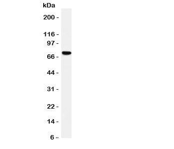 HIF-3 alpha Antibody