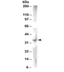 GSK3 Antibody