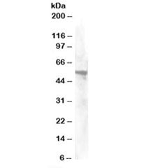 Annexin A11 Antibody