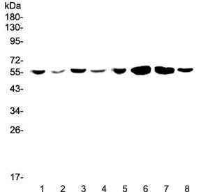 CCR3 Antibody