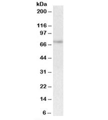 UBASH3A Antibody