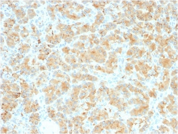 Glycoprotein 2 Antibody / GP2 / ZAP75