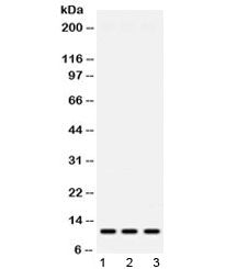 MPS1 Antibody / Metallopan-stimulin 1