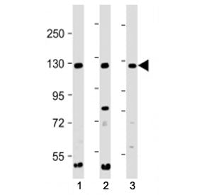 INTS3 Antibody (C-Terminal)