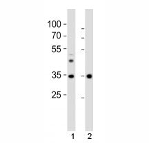 Wdr5 Antibody