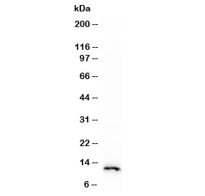 S100A4 Antibody / FSP1