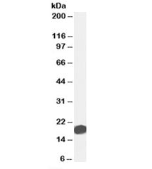 AGR2 Antibody