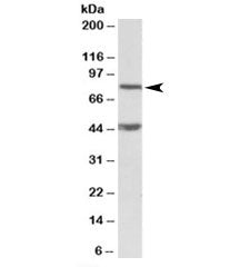 Dishevelled Antibody
