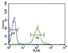 IRF8 Antibody