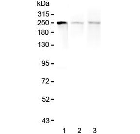 MYLK Antibody / Myosin light chain kinase
