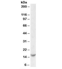 Western blot testing of Jurkat cell lysate with TCL1 antibody at 0.1ug/ml. Predicted molecular weigh