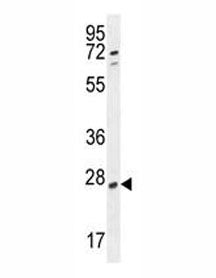 RPEL1 Antibody