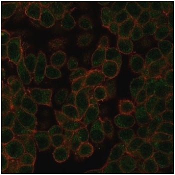 Immunofluorescent staining of PFA-fixed human HeLa cells using NEUROD2 antibody (green, clone PCRP-N
