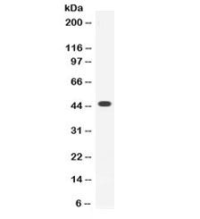 Thrombopoietin Antibody / THPO