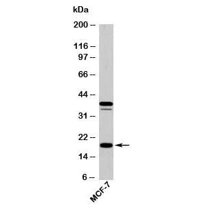 AGR2 Antibody