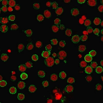 Immunofluorescent staining of PFA-fixed human Raji cells with CD45RA antibody (clone 158-4D3, green)
