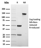 SDS-PAGE analysis of purified, BSA-free CD209 antibody (clone C209/6774) as confirmation of integrit