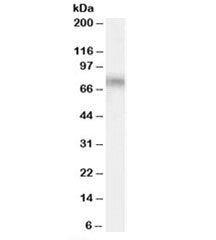TCF3 Antibody