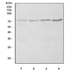 NCOA4 Antibody / Nuclear receptor coactivator 4