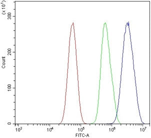 Myb-related protein A Antibody / A-Myb / MYBL1
