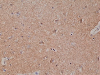 Spastin Antibody