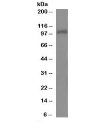 Munc13-4 Antibody
