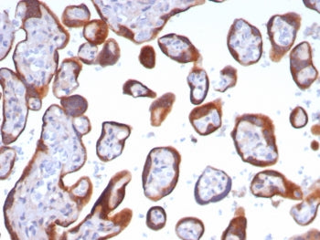 IHC staining of FFPE human placental tissue with Glypican-3 antibody (clone GPC3/8148R). HIER: boil 
