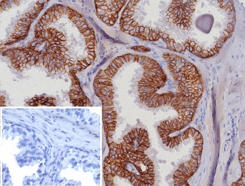 EpCAM Antibody