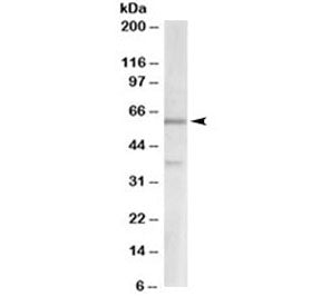 VGLUT2 Antibody