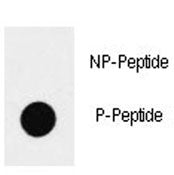p-SOX2 Antibody (pS83)