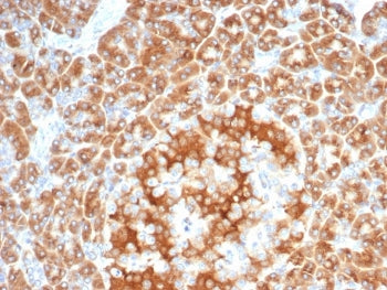IHC staining of FFPE human salivary gland with recombinant EBAG9 antibody (clone EBAG9/7033R). HIER: